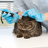 chat chez le vétérinaire